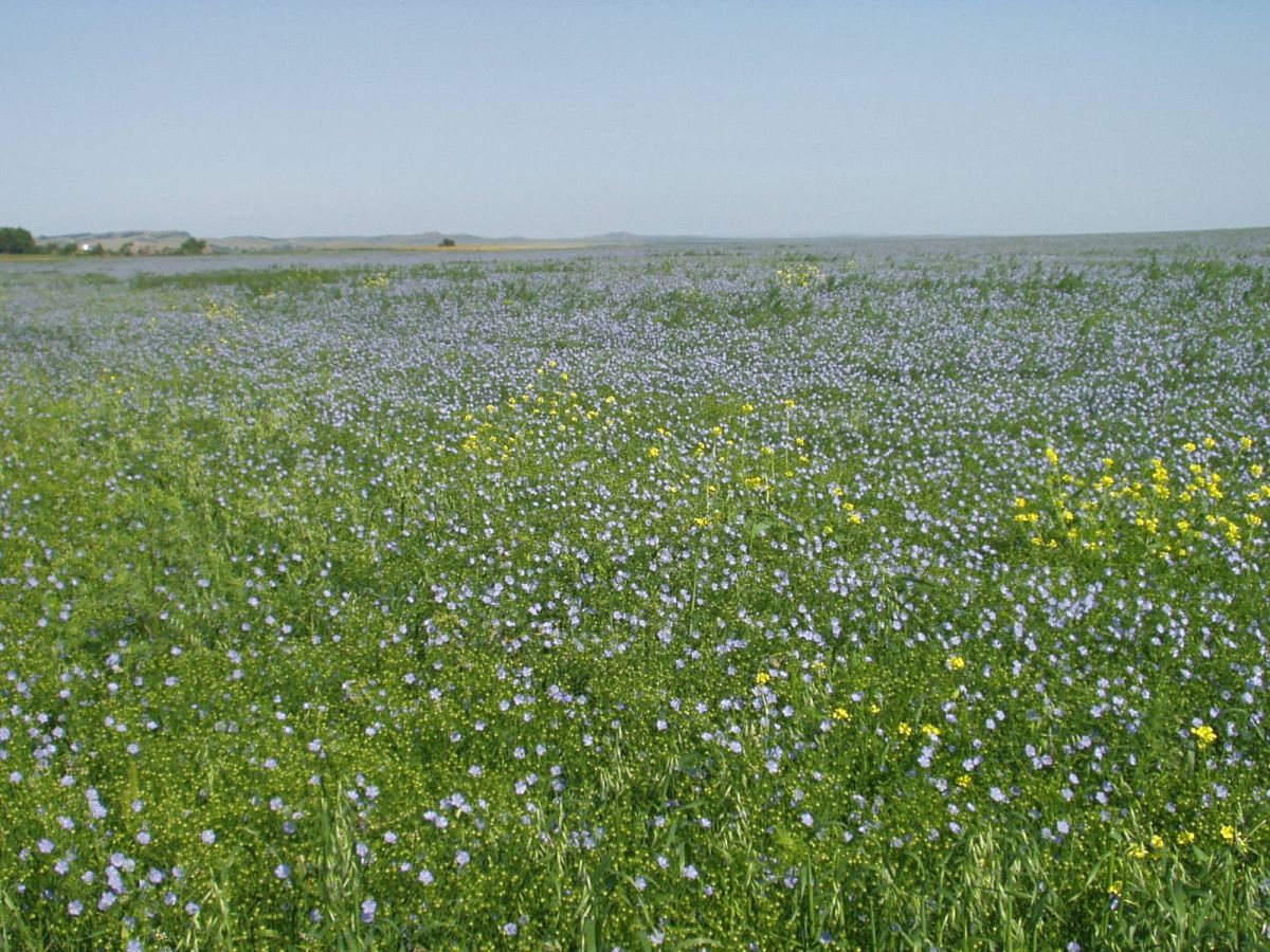 Flax in Bloom